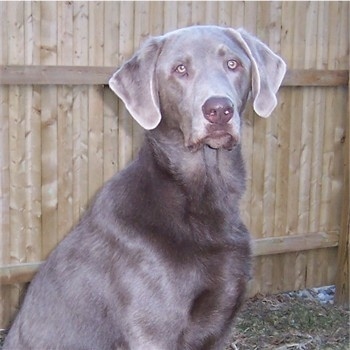 Upper body shot - A silver Labrador Retriever is sitting outside in front of a wooden fence