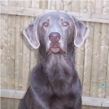 Upper body shot - A silver Labrador Retriever that is sitting in front of a wooden fence
