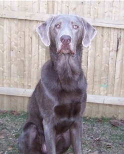 Front view - A silver Labrador Retriever is sitting in grass and in front of a wooden fence