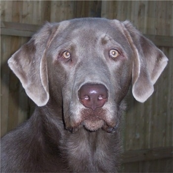 Close Up head shot - A silver Labrador Retriever is sitting in front of a wooden fence