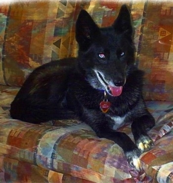 A black Alusky is laying across a couch, it is looking forward, its mouth is open, its tongue is out and it is looking to the left. The dog has blue eyes.