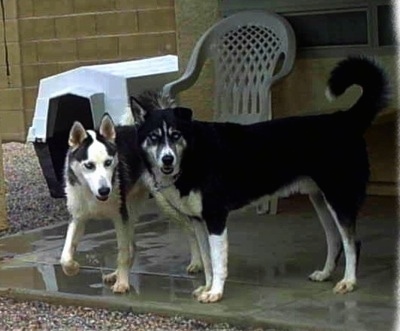 A Siberian Husky and an Alusky are both standing across a wet concrete porch and they are looking to the right.