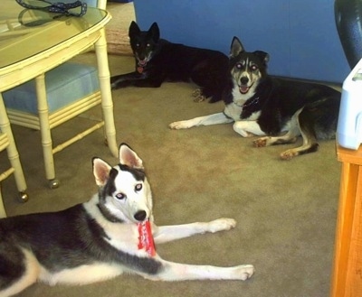 Three dogs are laying across a tan carpeted floor looking at the camera.