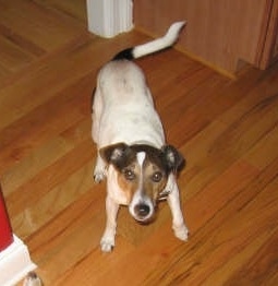 A white with brown and black Smooth Fox Terrier dog standing ona hardwood floor looking up.