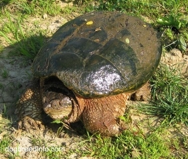 The front left side of a Snapping turtle that is walking across grass with its head in its shell half covered in mud