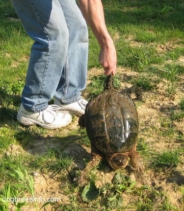 A Snapping turtle is having its tail grabbed by a person in mud