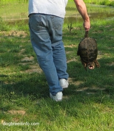 A Snapping Turle is being grabbe by its tail by a person walking across a grass surface.