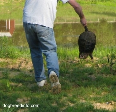 A Snapping turtle with its mouth open is being held by a person.