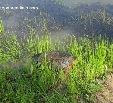 The back left side of a Snapping turtle beginning to get in a pond
