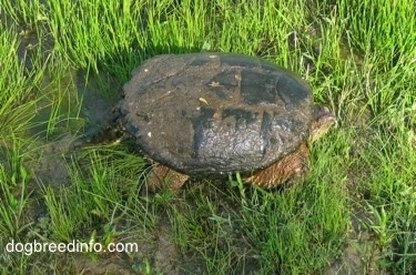 Close Up - Top down view of a Snapping turtle walking out of pond