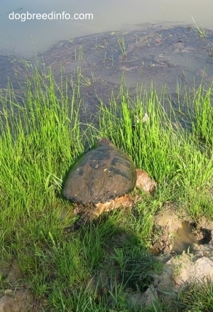 The back of a Snapping Turtle that is walking towards a pond