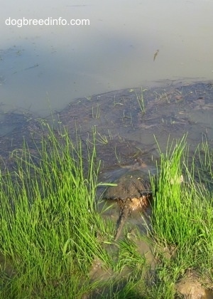 The back of a Snapping turtle that is submerging into a pond