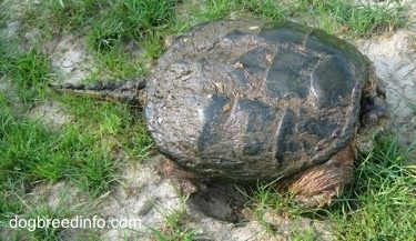 The right side of a Snapping turtle with its head in its shell and tail out waiting on a rock.