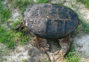 The left side of a Snapping turtle with its head in its shell and tail out waiting on a rock