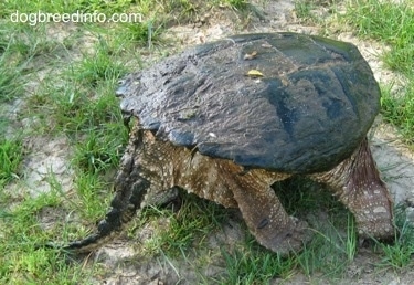 The back right side of a Snapping turtle with its tail out waiting on a rock