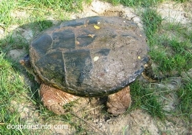 The left side of a Snapping turtle with its tail and its head in its shell waiting on a rock half covered in mud