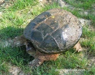 The front left side of a Snapping Turtle that is waiting on grass with its head in its shell