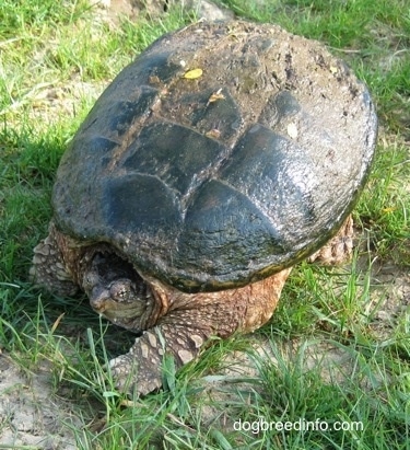 The front left side of a Snapping turtle that is walking across a grass surface with its head in its shell