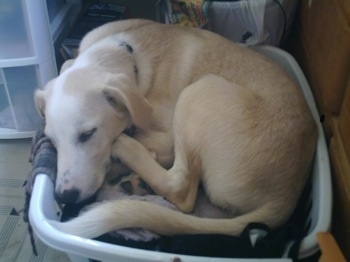 A tan shorthaired, Spanador dog is laying curled up in a ball in a basket that is filled with clothes.