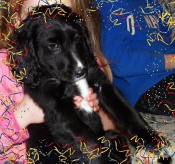 A black with white Spangold Retriever puppy is being lifted in the air by a persons hand, it is looking down and to the right. A Confetti border is overlayed on the image.