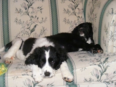 A black and white Spangold Retriever and a black with white Spangold Retriever puppy are laying on a white with green patterned couch.