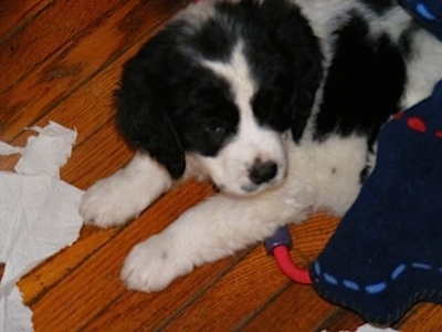 A black and white Spangold Retriever puppy is laying on a hardwood floor and it is looking to the right. There is ripped tissues in front of it and a dog toy next to it.