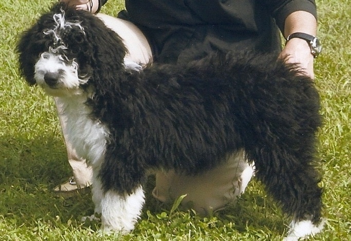The left side of a thick coated, wavy, black and white Spanish Water Dog puppy standing in grass and it is looking forward. There is a person kneeling behind it and touching its backside.