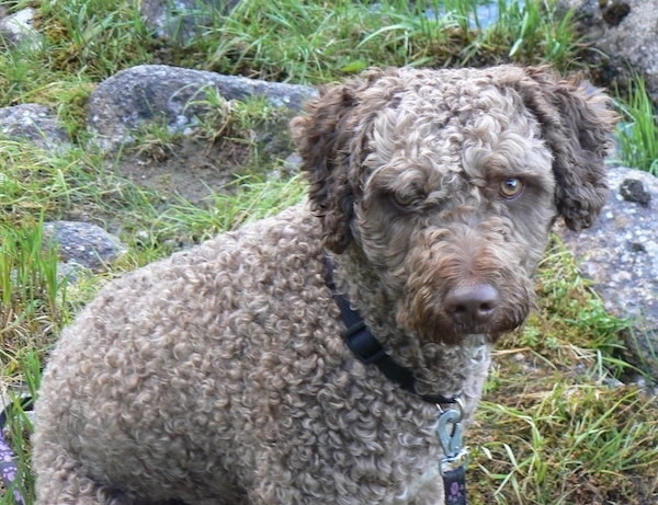 Close up front view - A shaved, curly coated, tan with white Spanish Water Dog is sitting across a grass surface, it is looking up and forward. There are lots of rocks around it. The dog has brown eyes.
