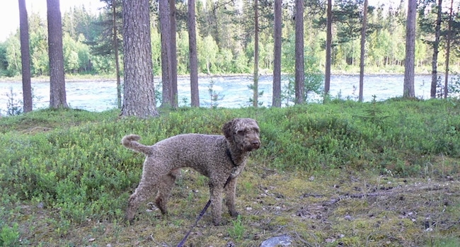 The right side of a shaved, curly coated, tan with white Spanish Water Dog that is standing in an area with lots of trees and a body of water behind it.