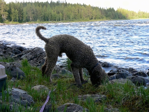 The right side of a shaved, tan with white Spanish Water Dog that is standing in a grass area that has rocks all around it. It is digging its nose into the grass. There is a body of water in front of it.