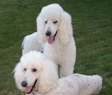 Two white Standard Poodles are in a field if green grass. One is standing and one is laying down. There mouths are open and tongues are sticking out. They have thick white, curly fur, black noses, black lips and black eyes.