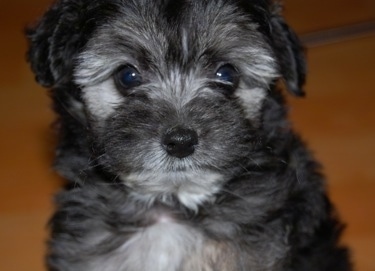Close up head shot - A fluffy black with grey Schnoodle puppy sitting on a hardwood floor and it is looking forward. It has round black wide eyes.