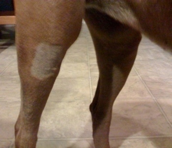 Allie the Boxers shaved right knee