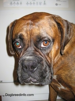 Close Up - A brown brindle Boxer is sitting in front of a dish washer.