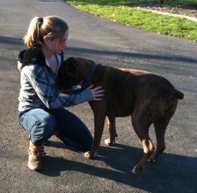 The left side of a brown brindle Boxer that is being pet by a blonde-haired girl on a black top surface.
