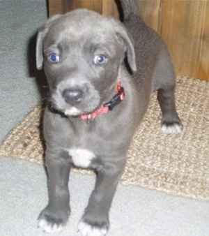 Blue Lacy Dog Breed Pictures, 3