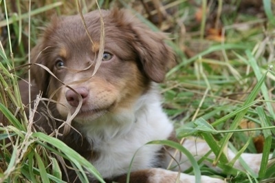 The front right side of a medium haired, chocolate with white and brown Texas Heeler puppy that is laying across tall grass.