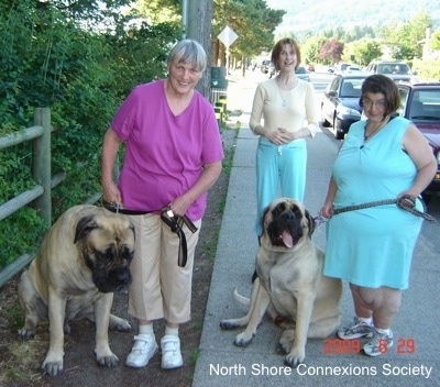 Three people standing on a sidewalk outside with Two Mastiffs sitting with them