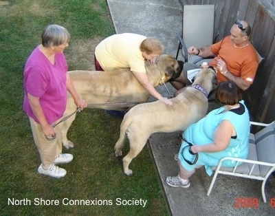 5 people with two Mastiffs - Two people are sitting in lawn chairs with Two Mastiffs in front of them. The other Mastiff is being pet by a lady standing in the grass who is reaching over the closer dog to pet it