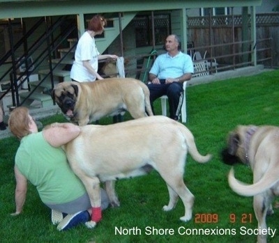 3 people and 3 Mastiff dogs, a Mastiff is standing in front of the man in a lawn chair. Another Mastiff is pushing over a lady