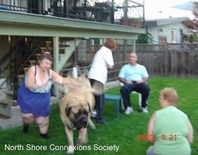 One Mastiff being chased by a lady in Blue. Two Mastiffs are walking towards the people in a lawn chair and a lady in green is sitting in grass