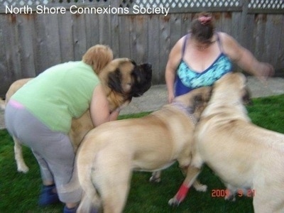 2 people and three Mastiff dogs, A Lady in green is hugging one of the Mastiffs. And the Other Two Mastiffs are in front of a lady in blue