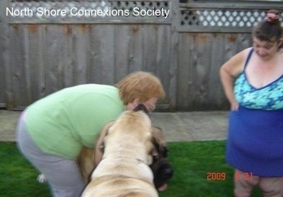 The Lady in Green is hugging One Mastiff and Another Mastiff is licking her face as the Lady in Blue watches