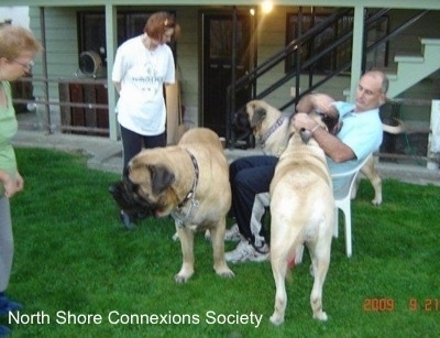 3 people and 3 Mastiff dogs, a Mastiff is in the face of a person in a lawn chair. Another Mastiff is standing in front of the man in a lawn chair. The other Mastiff is behind the man in a lawn chair.