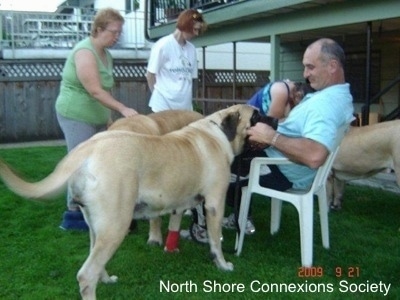4 people and 3 Mastiff dogs, A Lady in Blue is petting an Mastiff in the background. One Mastiff is in the face of a man sitting in a car. And Another Mastiff is standing in front of a lady in green.