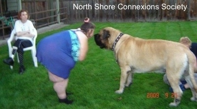 A Lady bending over to get face to face with One of the Mastiffs. There is a person in a lawn chair in the background