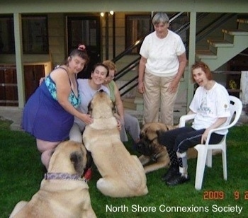 5 people and 3 Mastiff dogs, A Mastiff is laying in between Two people. A Mastiff is sitting in front of Three people. A third Mastiff is watching everyone