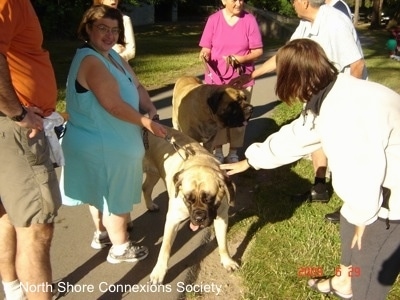 Seven people standing on a sidewalk and Two Mastiffs are getting pet