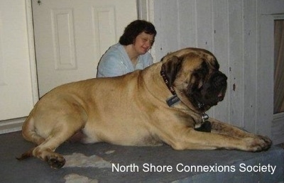 A Mastiff is sitting in front of a door, next to a person who is also in front of a door