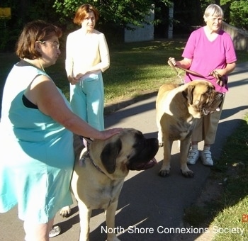 6 people and two mastiffs - Two people each walking a Mastiff and a third person is looking to the right